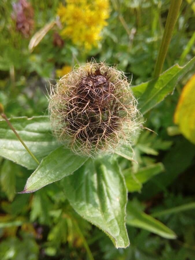 Centaurea nervée 5