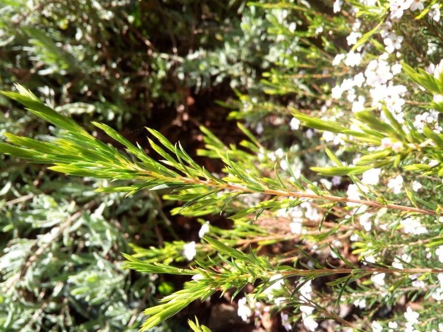 Diosma 11
