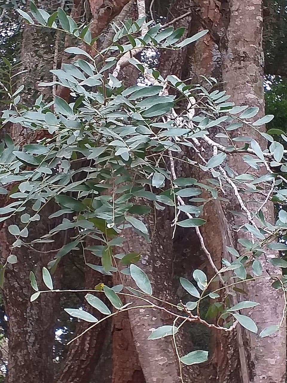 Tipu-Baum 16
