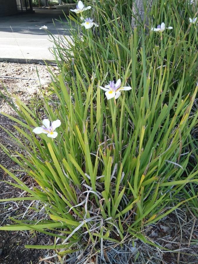 Iris selvatico a fiore grande 13