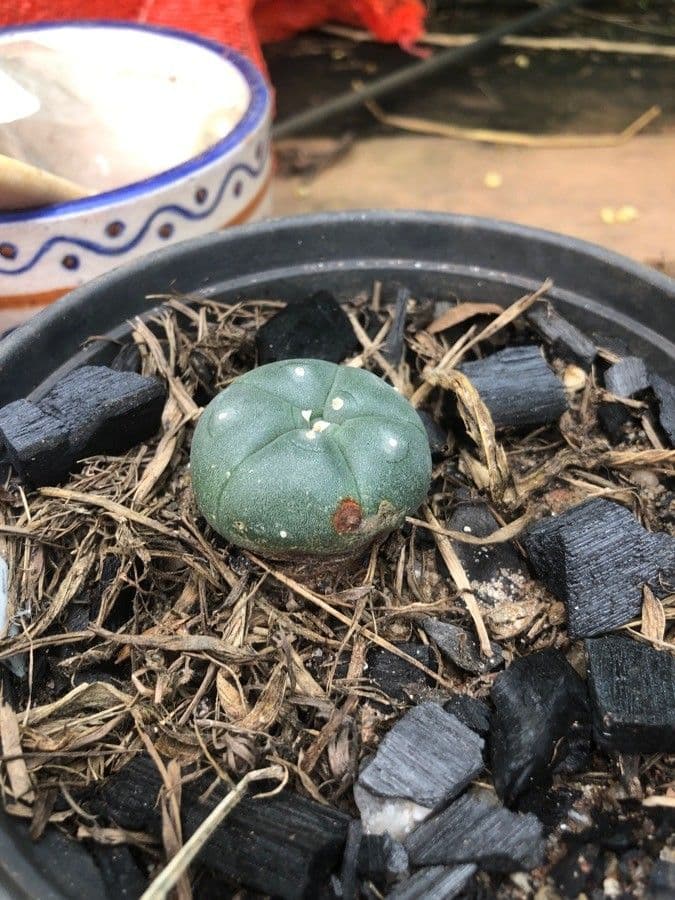 Peyote 12