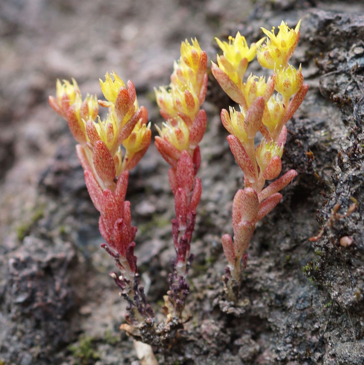 Borracina annuale 9