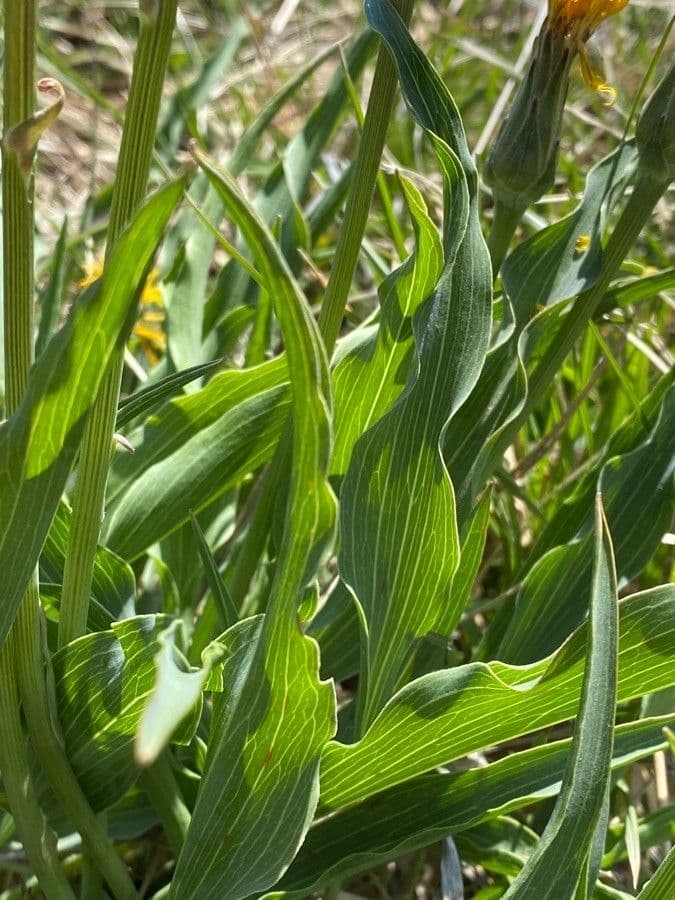Scorzonera minore 18