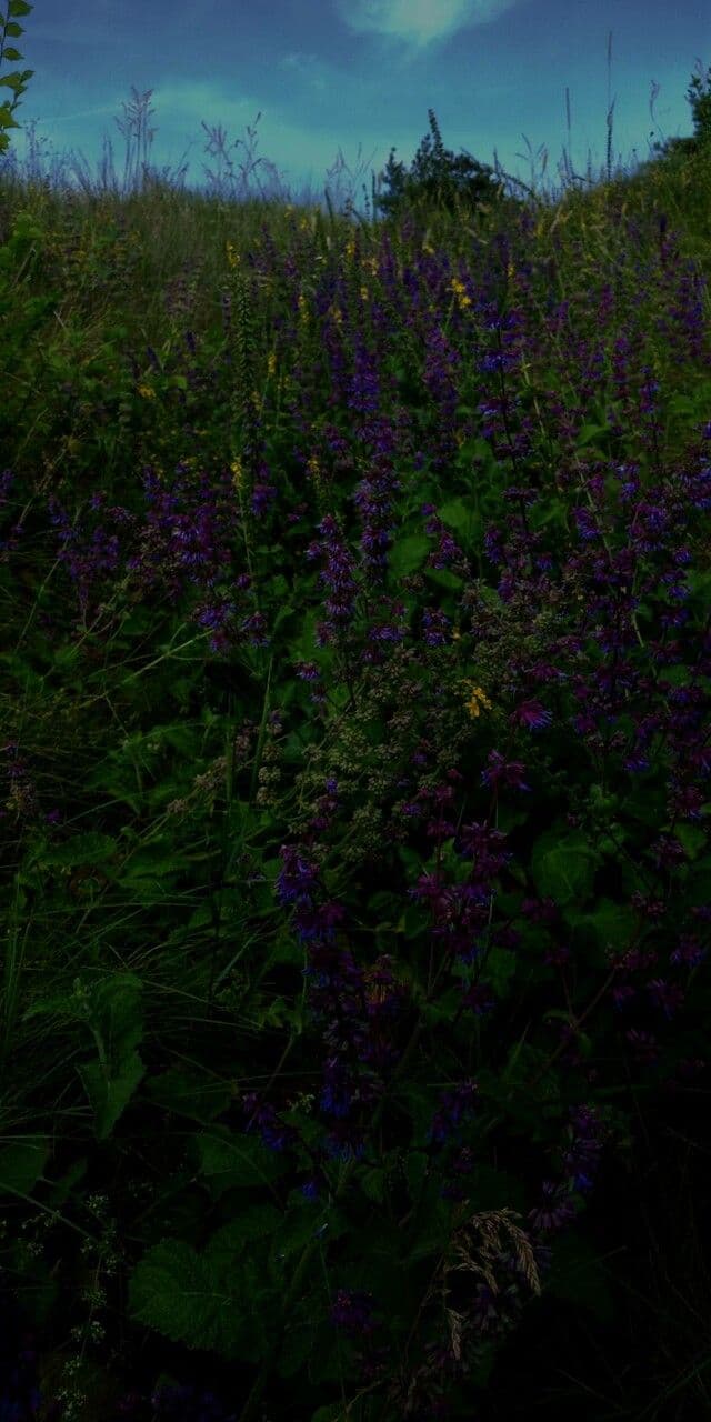 Salvia verticillata 13