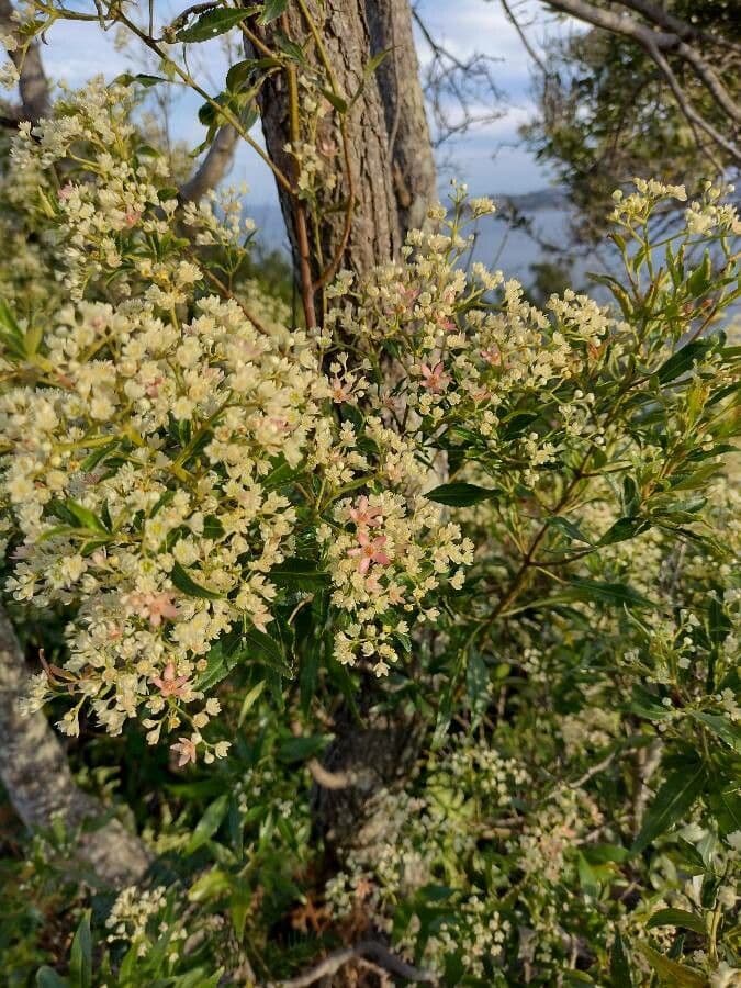 Ceratopetalum gummiferum 8