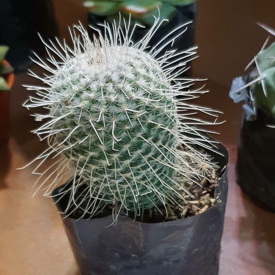 Cactus 9