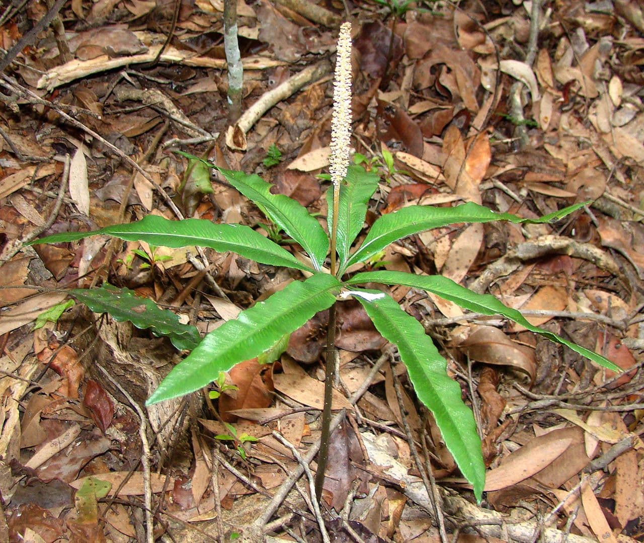 Helminthostachys 2
