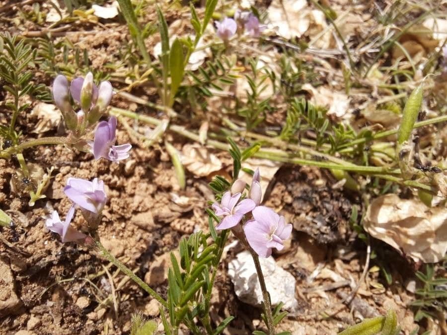 Astragalo austriaco