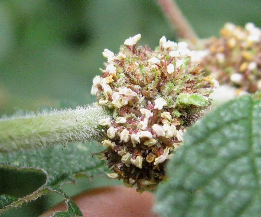 Phenax rugosus 3