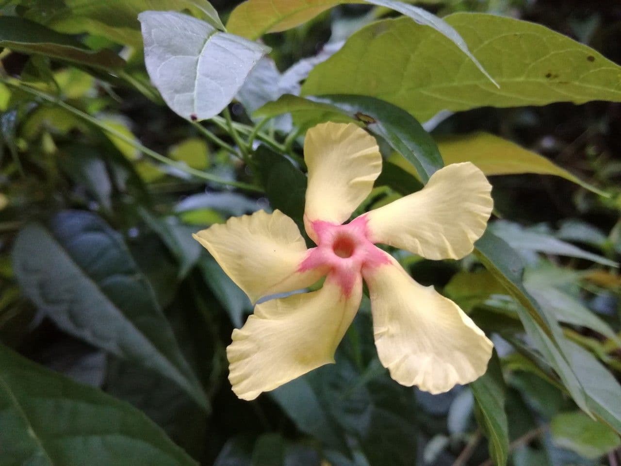Mandevilla subsagitata 5