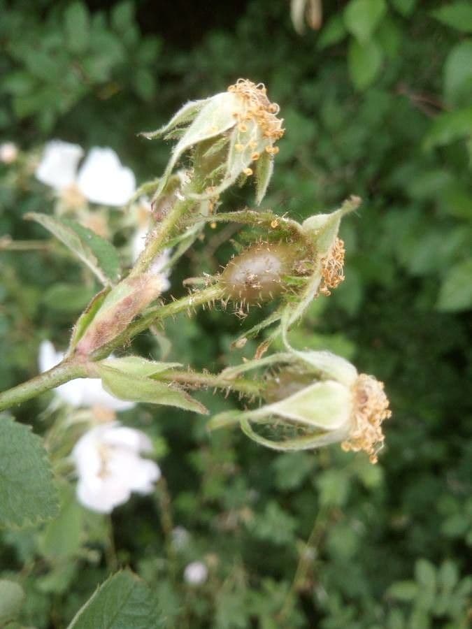 Rosa tomentosa