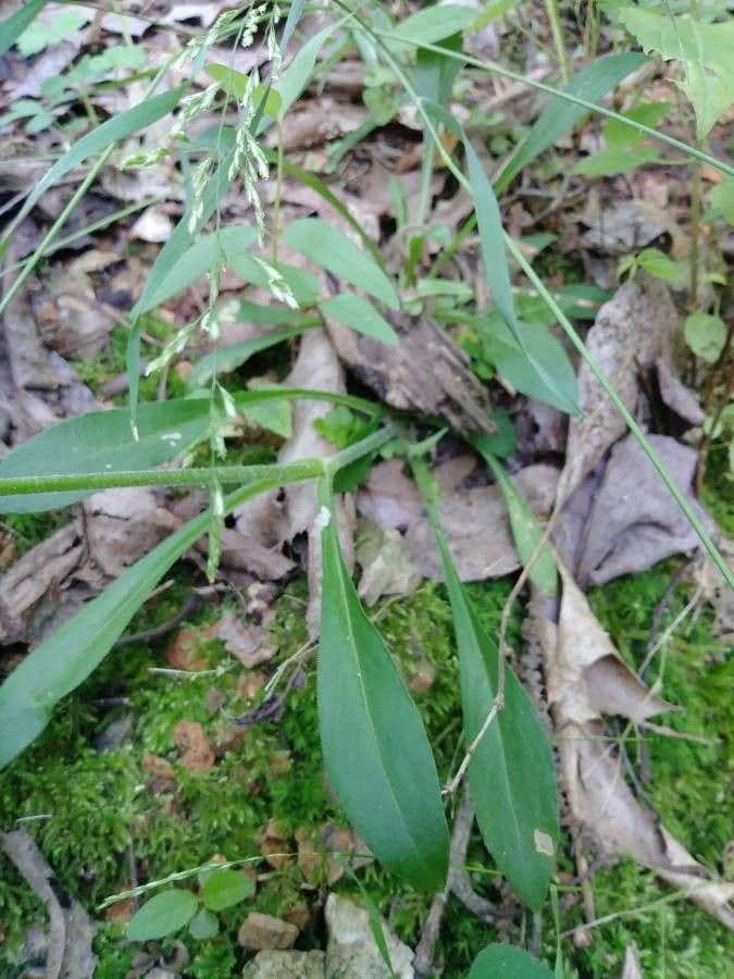 Silene virginica 15