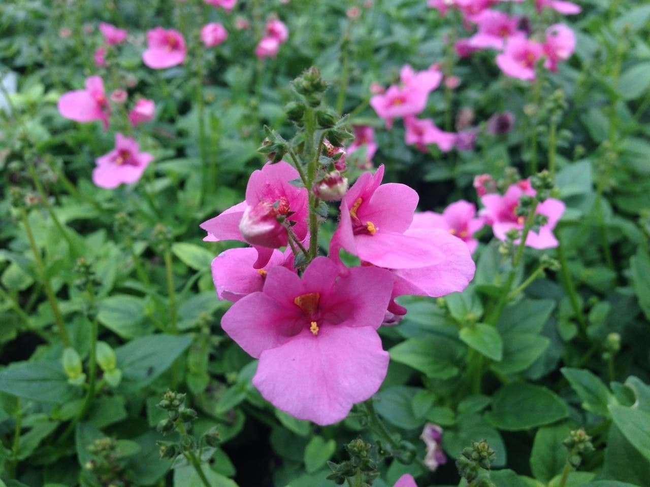Diascia 7