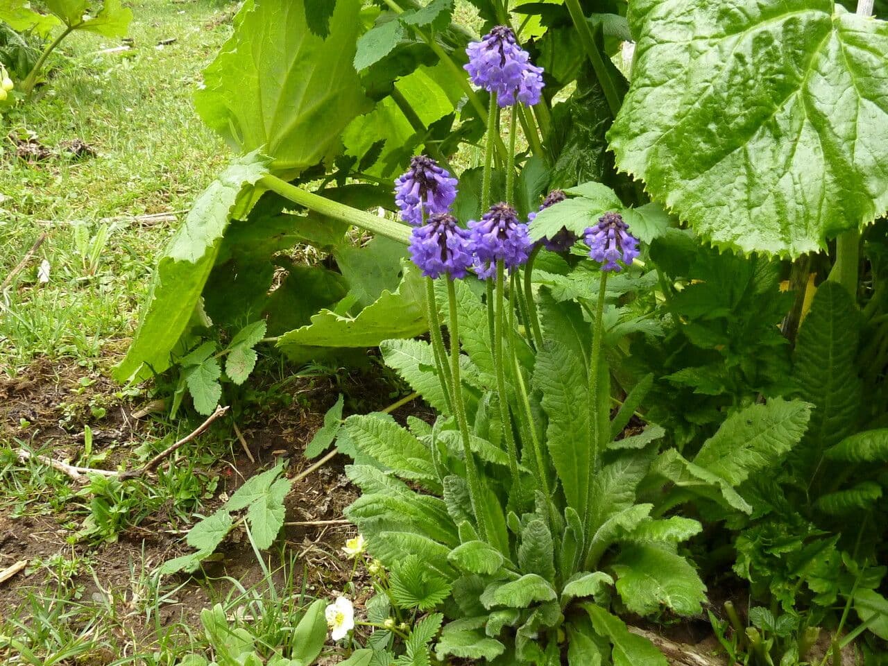 Primula 3