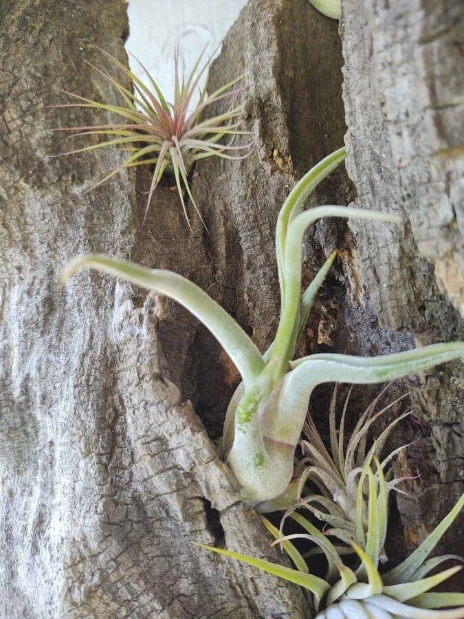 Tillandsia pancia 11