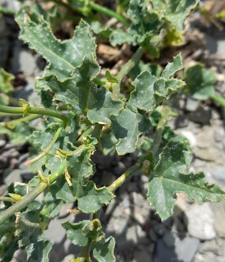 Lecanophora 10