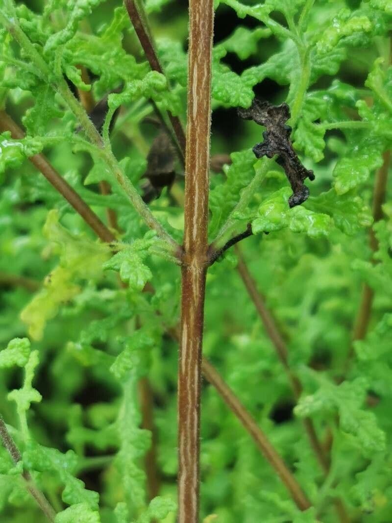 Salvia 14