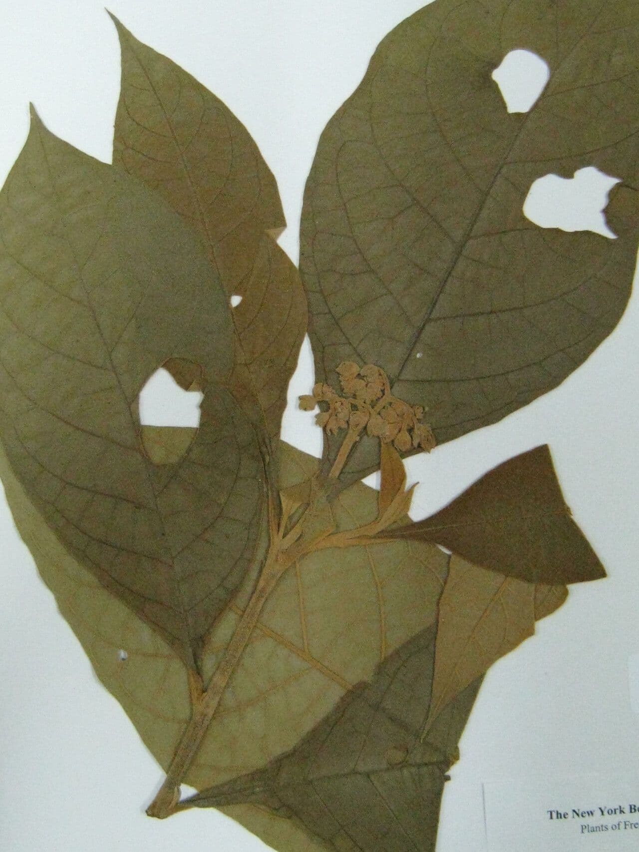 Solano 3
