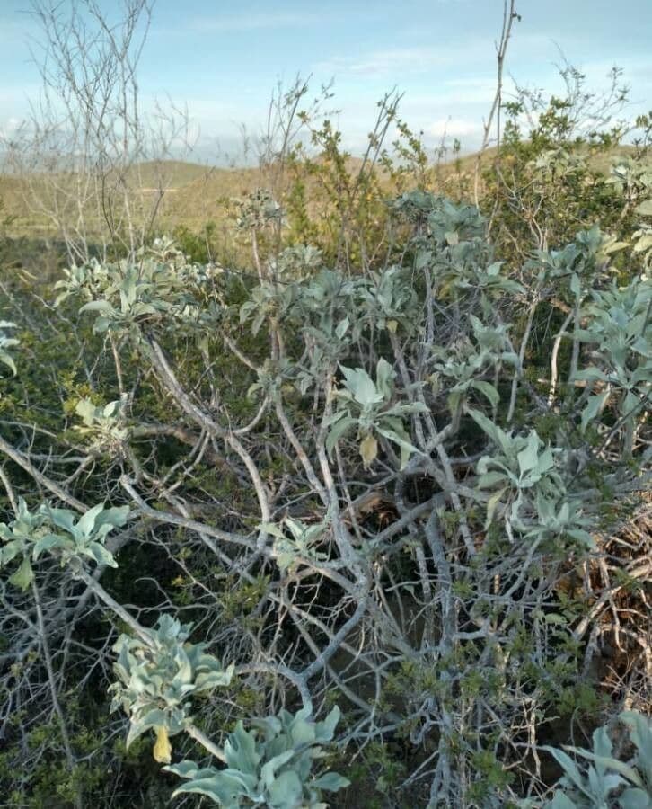Salvia bianca 14