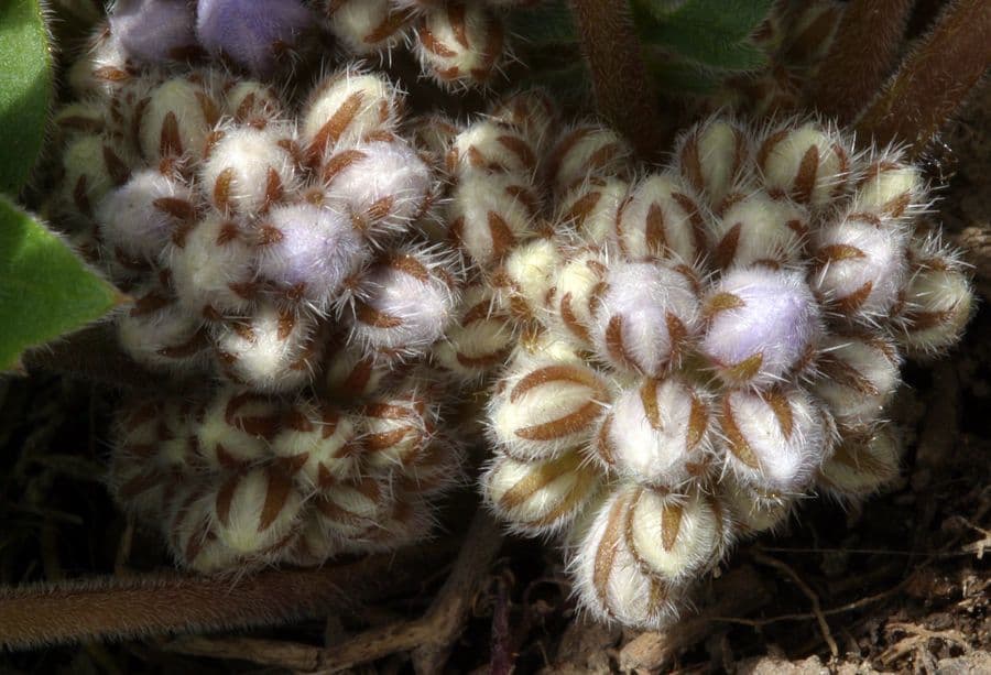 Hydrophyllum 2