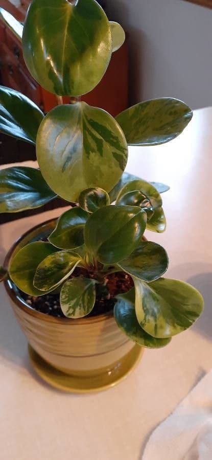 Peperomia 23