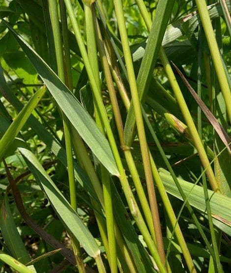 Elymus virginicus 21