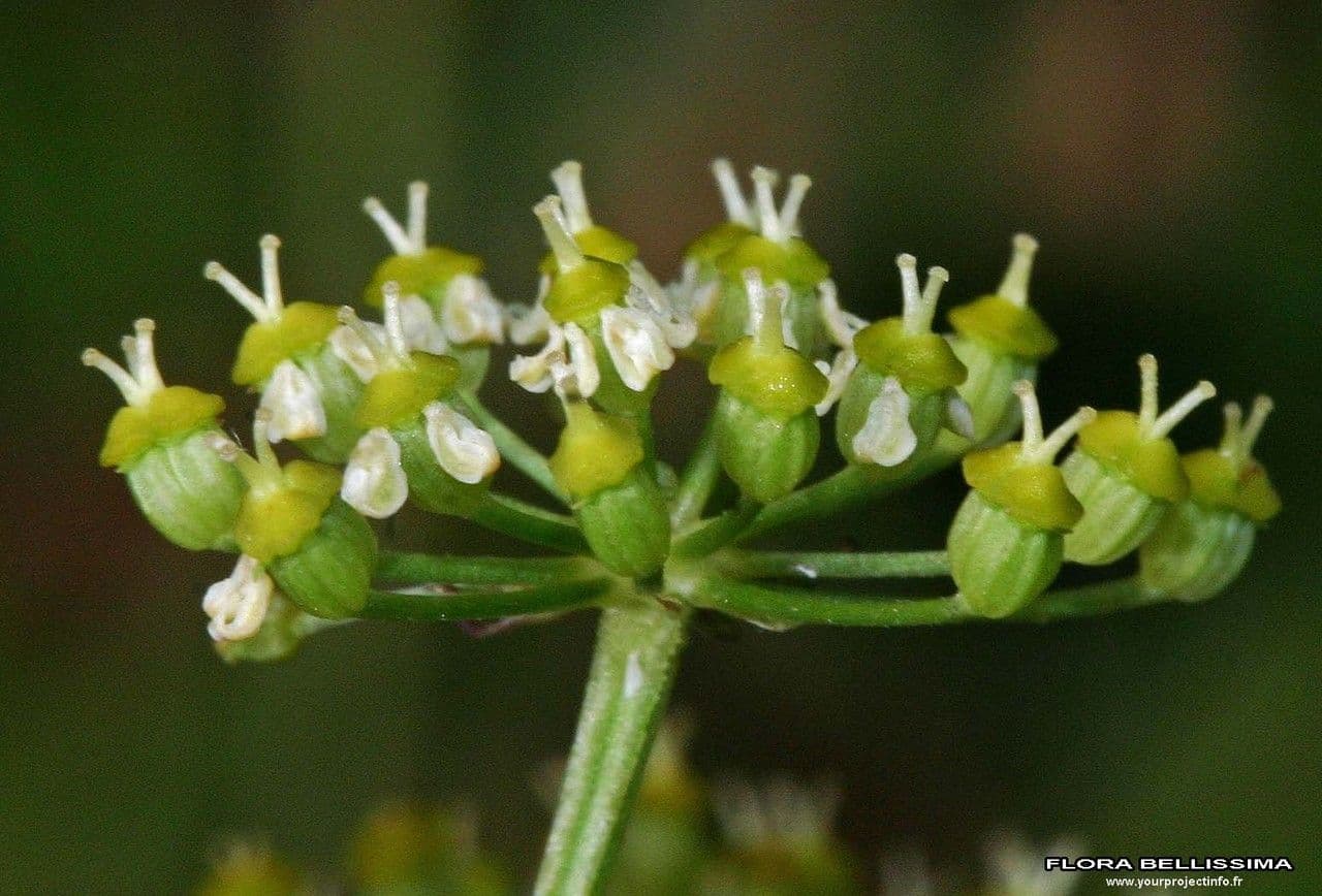 Rosskümmel 4