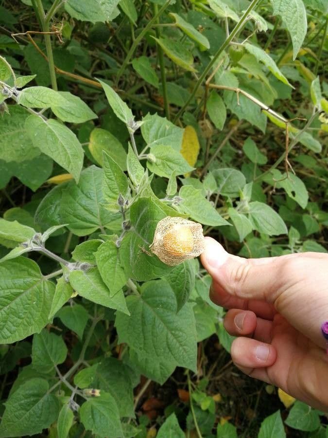 Physalis pubescent 4
