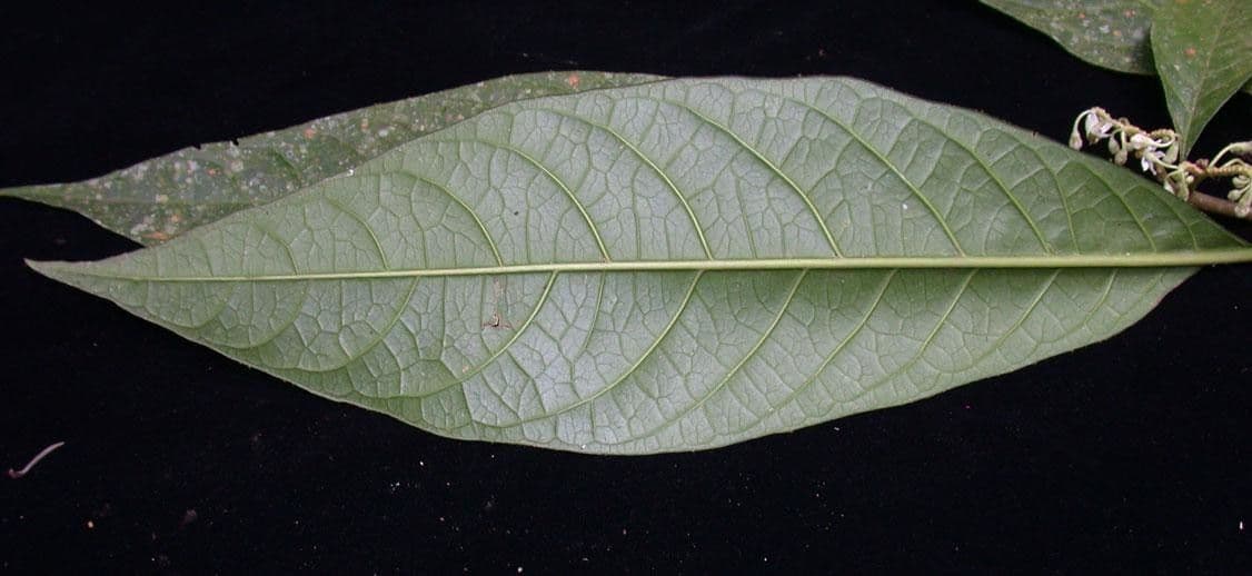 Solanum 9