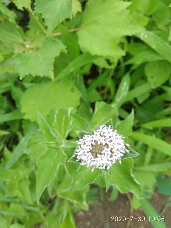 Mikania scandens 3