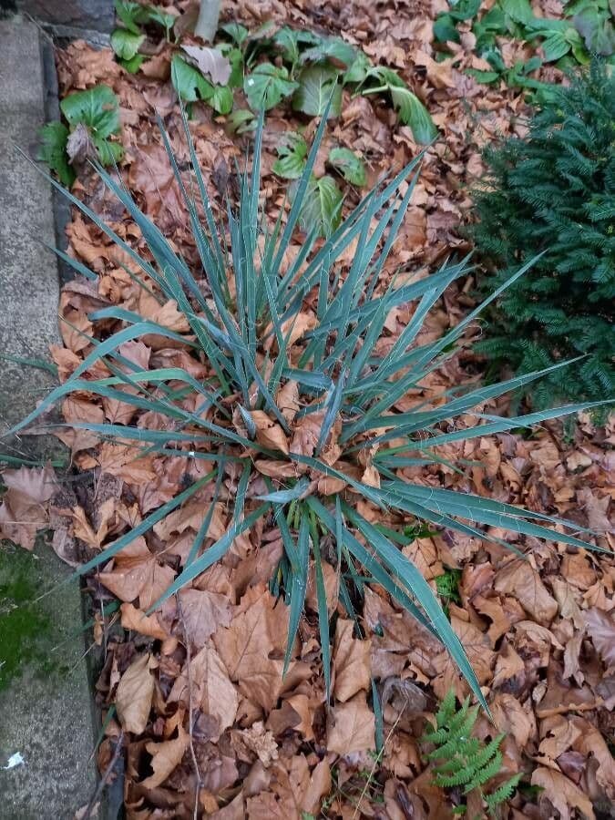 Schopf-Yucca 11