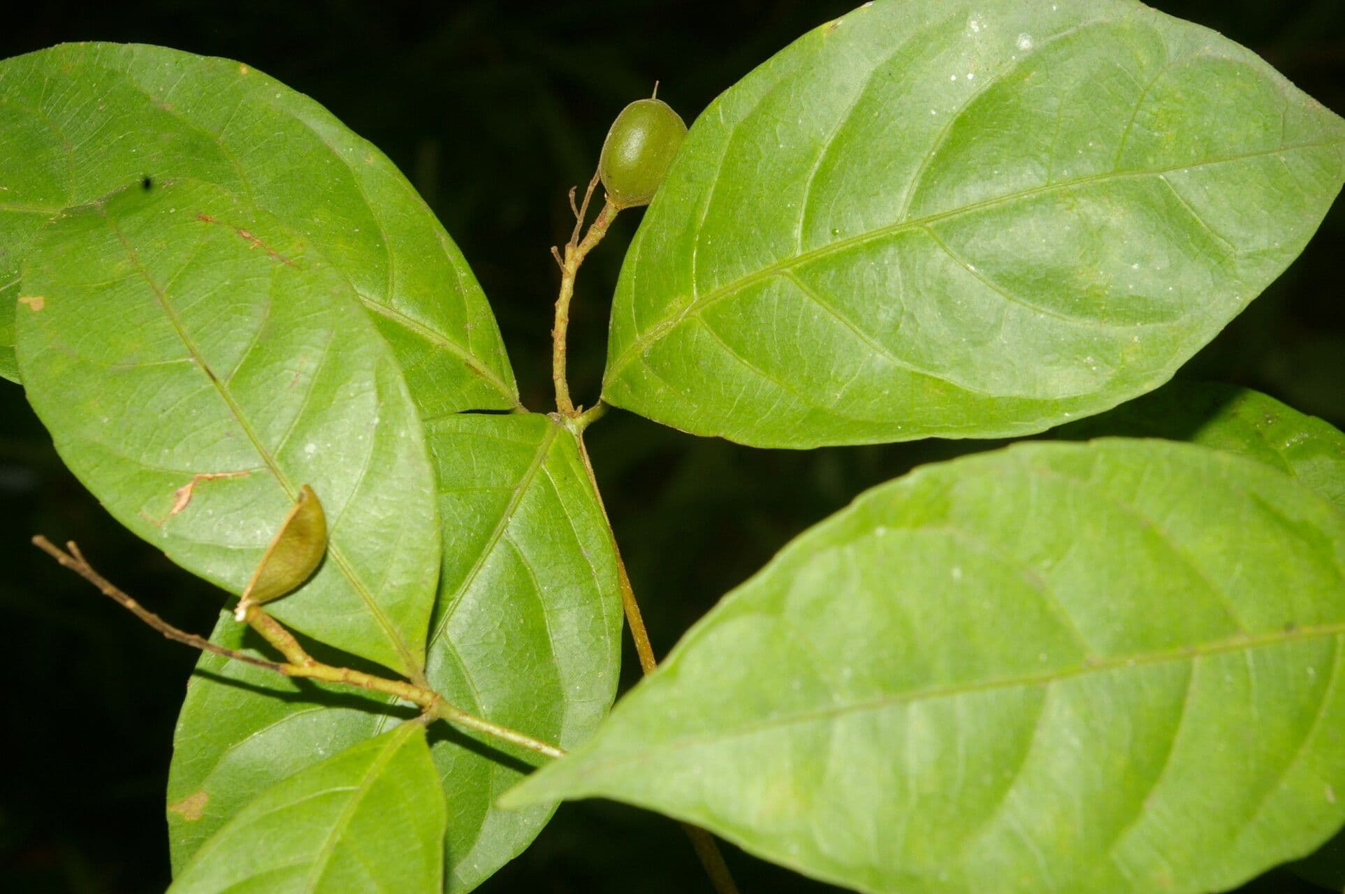 Rinorea 6