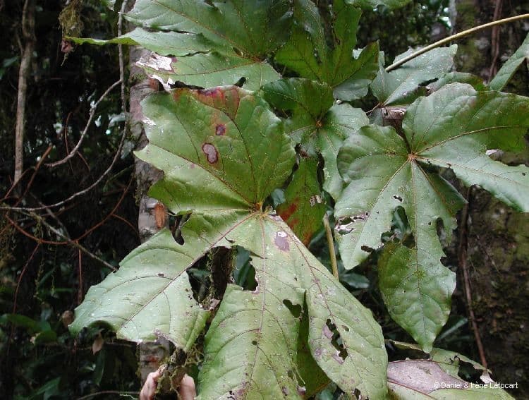 Acropogon 5