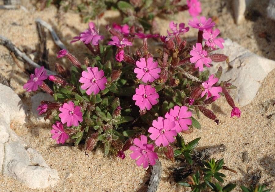Silene littorea 4