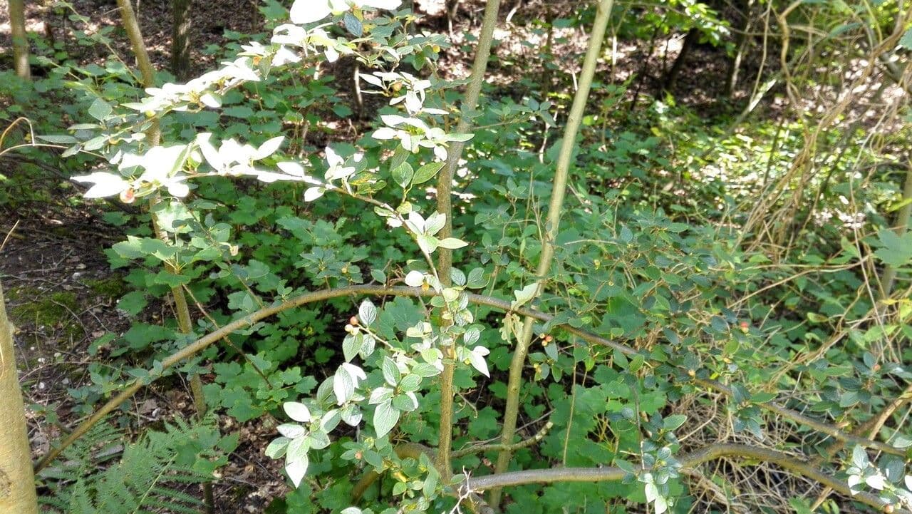 Cotoneaster de Diels 8