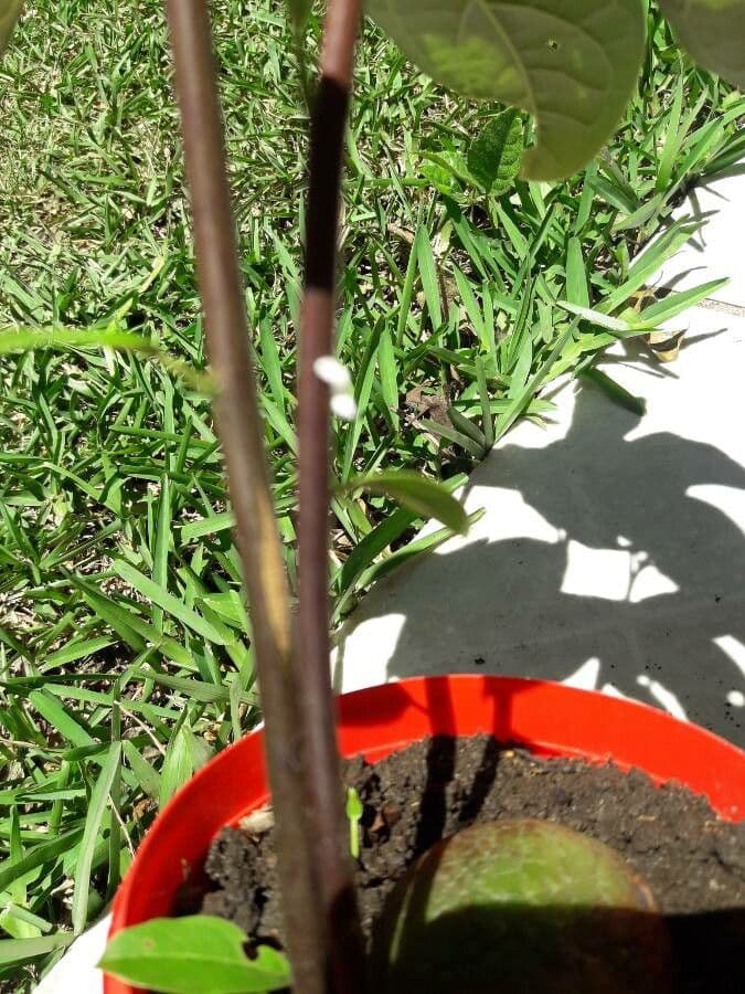 Avocado 24
