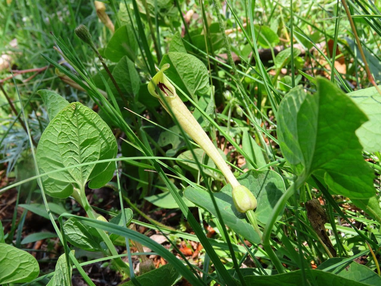 Aristolochia 7