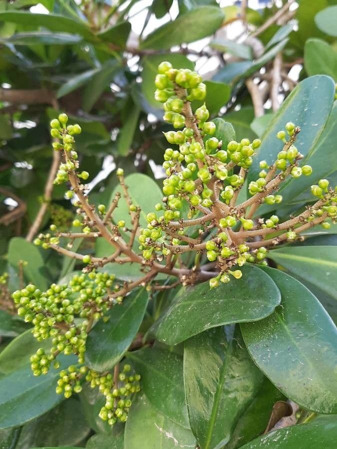 Karapofrucht 2