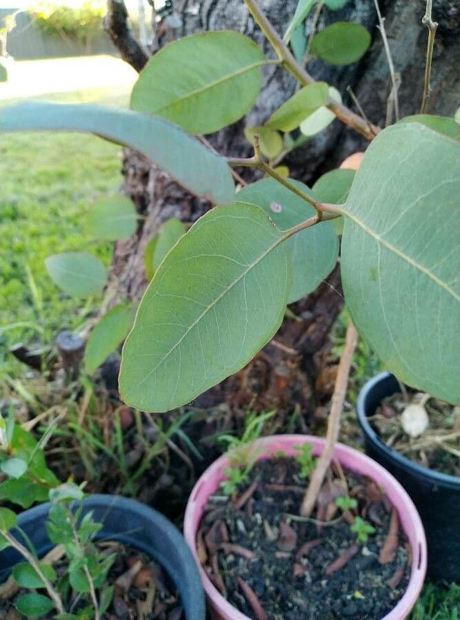Vielblütiger Eukalyptus 6