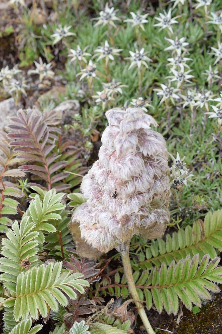 Eriophyton