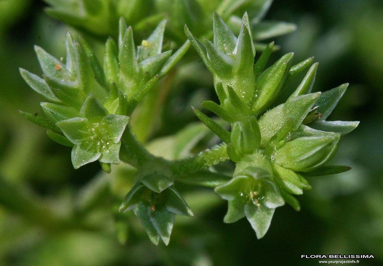 Centonchio annuale 21