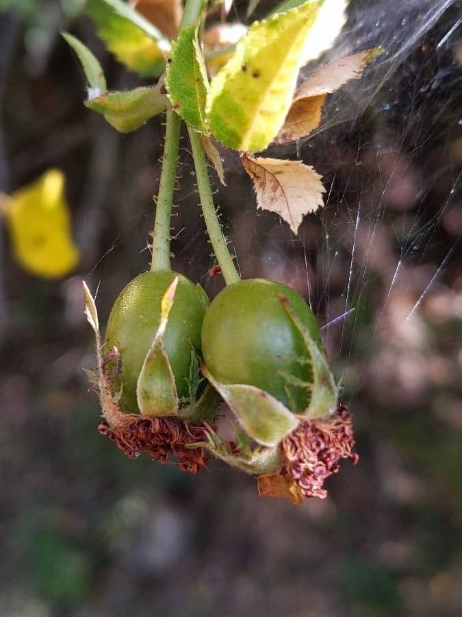 Kleinblütige Rose 3