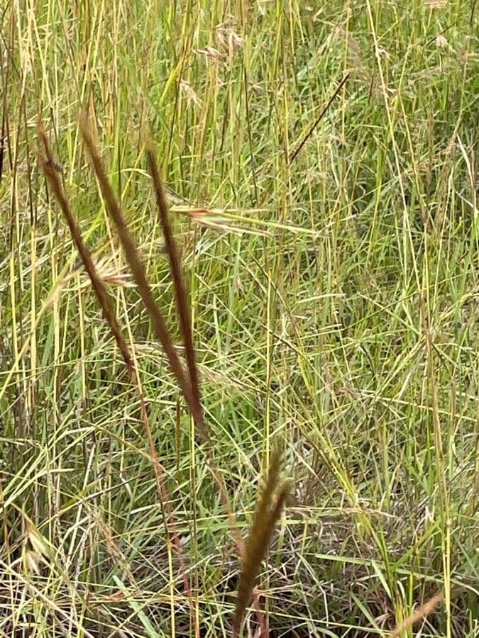 Andropogon 4