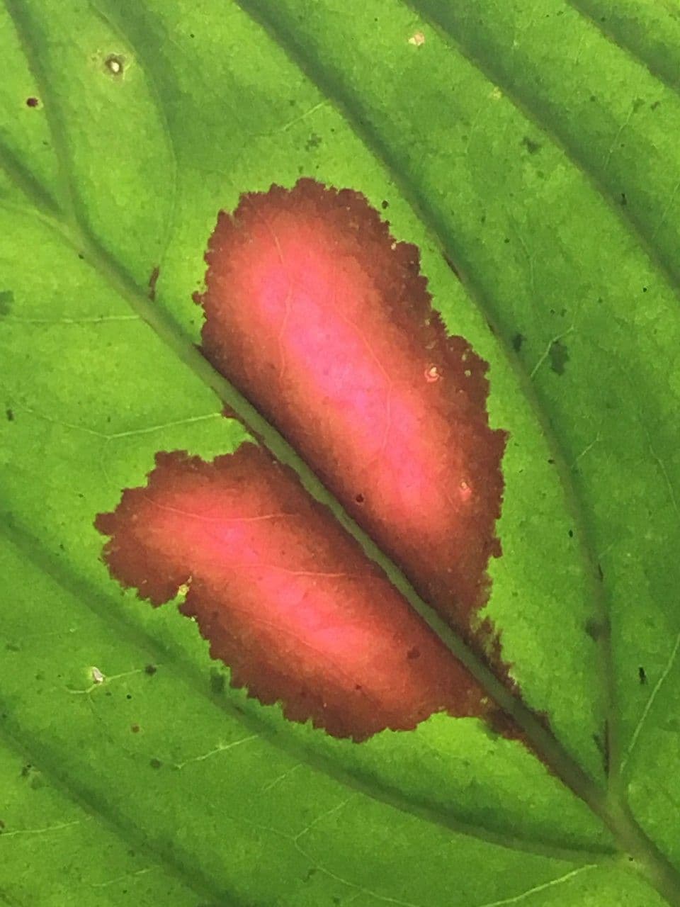 Columnea 20