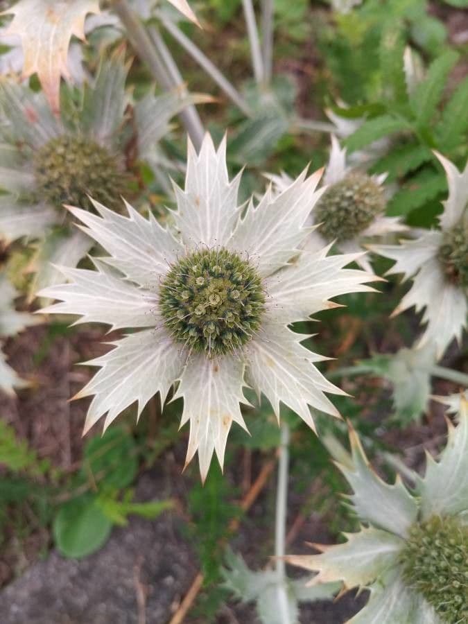 Panicaut géant