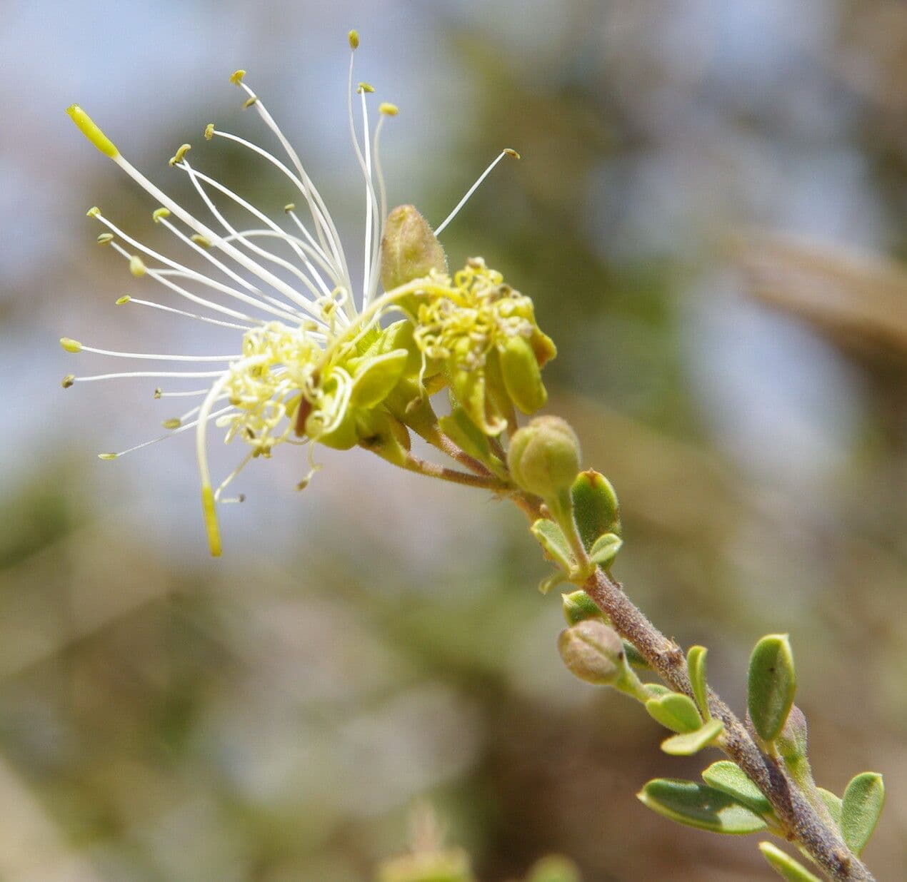 Dickblättrige Maerua 9