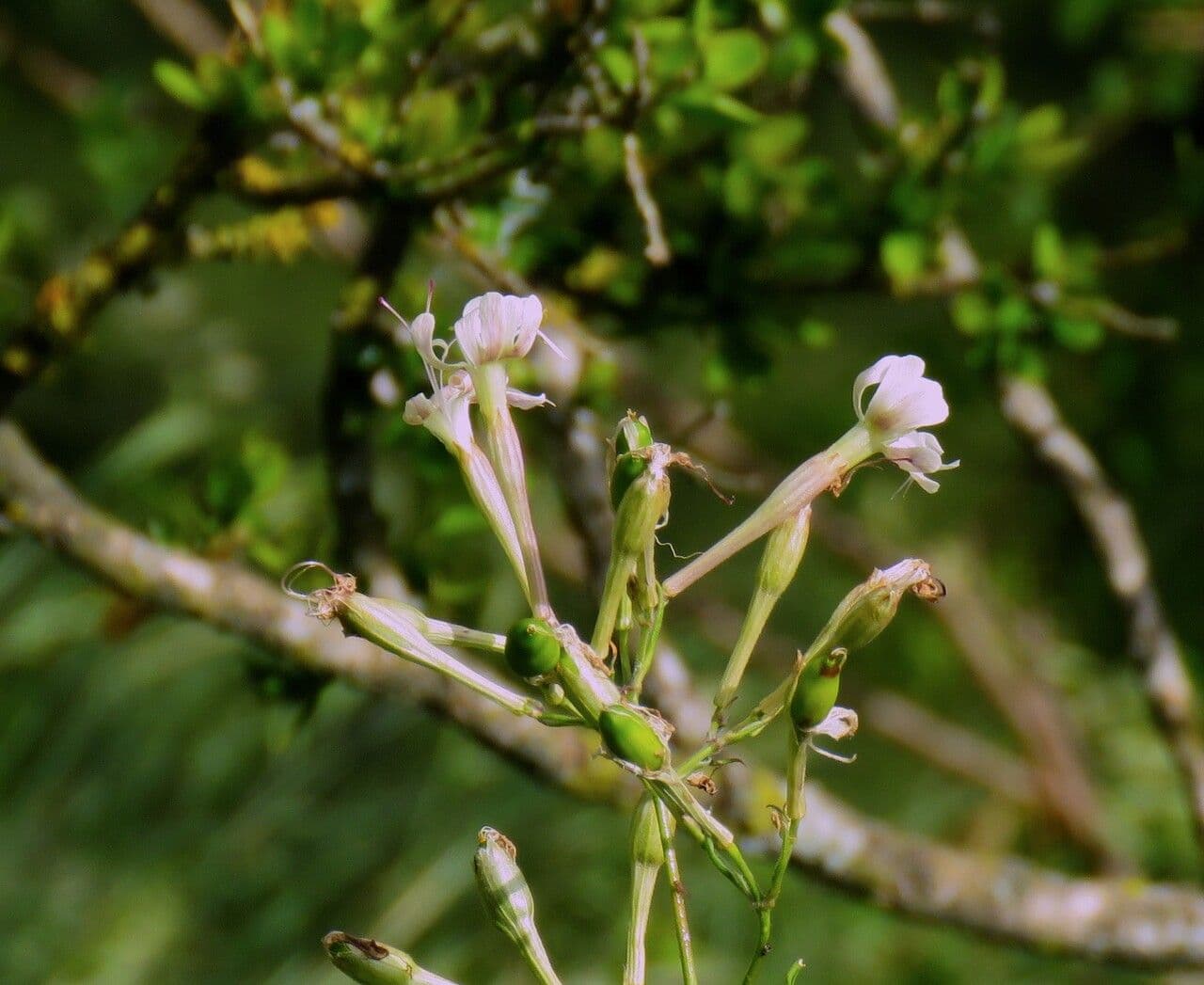 Silene italiana 21