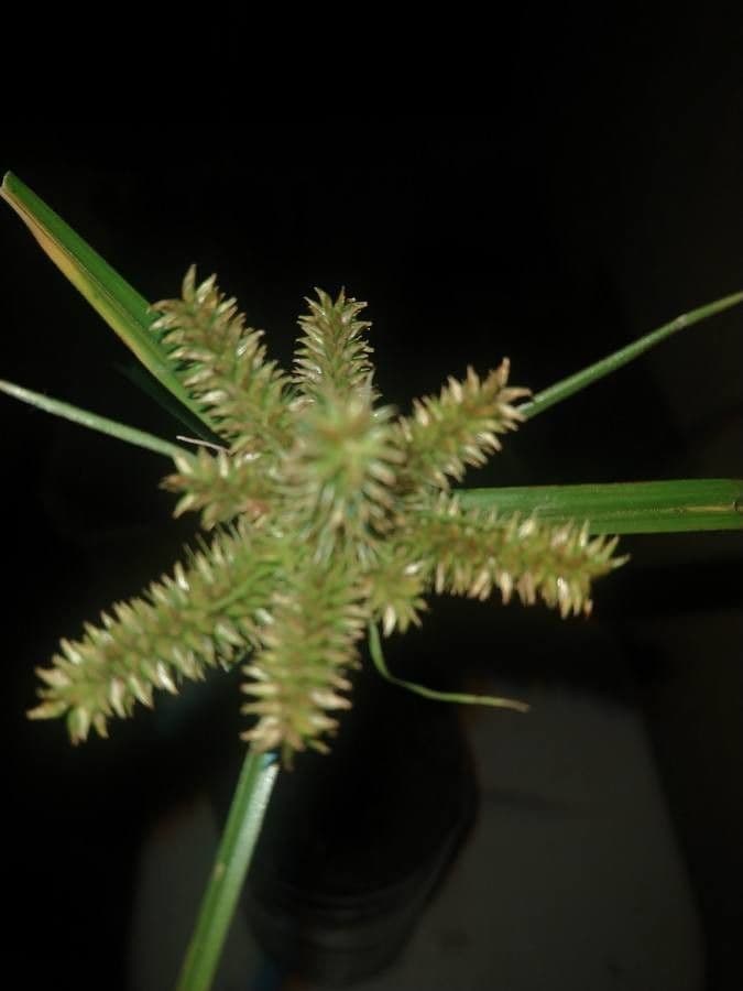 Zigolo 7