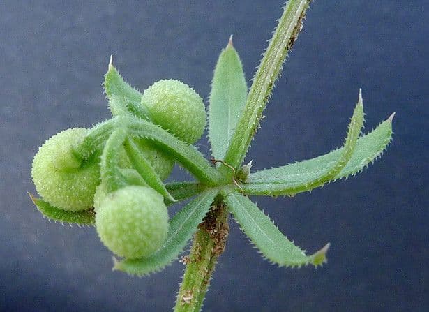 Corn-cleavers 26