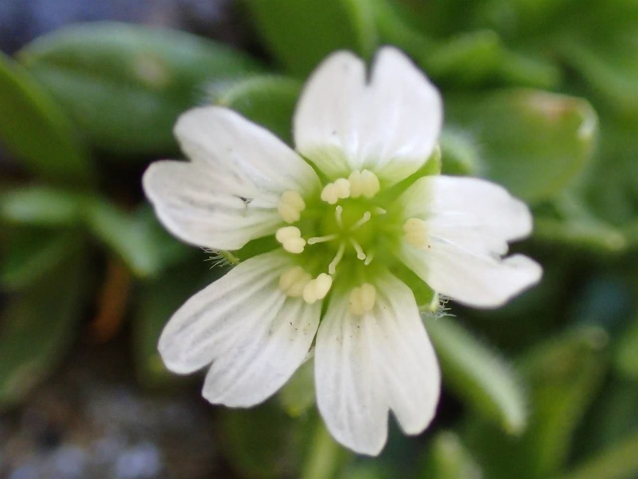 Cerastium 5